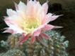 Echinopsis